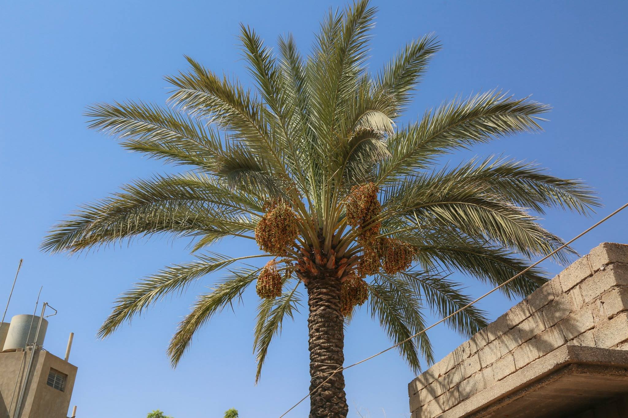 النفع المتعدي في الحج